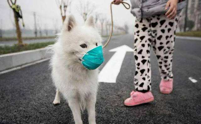 An-II-Cov SASR ad propagationem pets est?